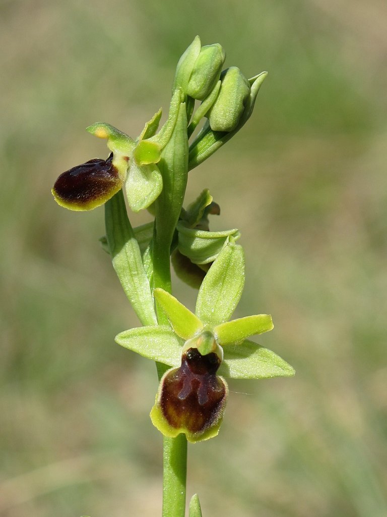 Ophrys virescens